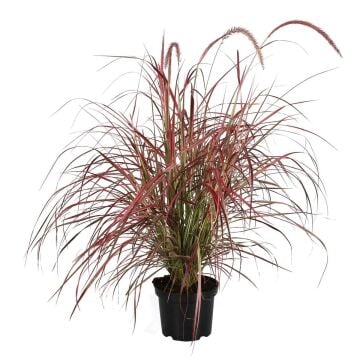 Pennisetum rubrum – Kırmızı Pennisetum