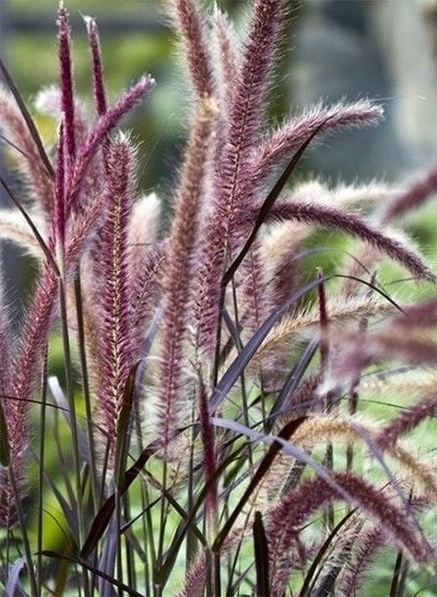 Pennisetum rubrum – Kırmızı Pennisetum