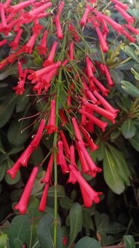 Russelia juncea (Mercan Çalısı)