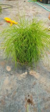 Russelia juncea (Mercan Çalısı)