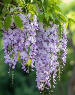 Wisteria sinensis (Çin Mor Salkımı)