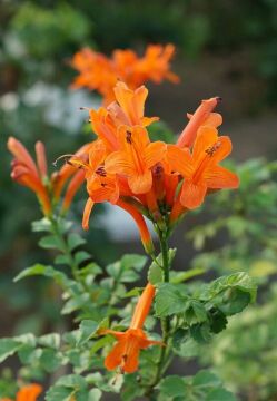 Tecomaria capensis