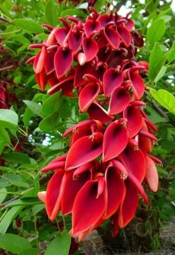 Erythrina crista-galli (Horoz İbiği Ağacı)