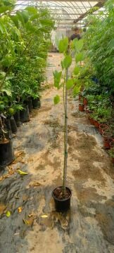 Erythrina crista-galli (Horoz İbiği Ağacı)