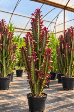 Euphorbia trigona Rubra Büyük Boy XL