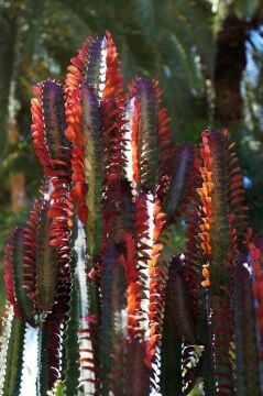 Euphorbia trigona Rubra Büyük Boy XL