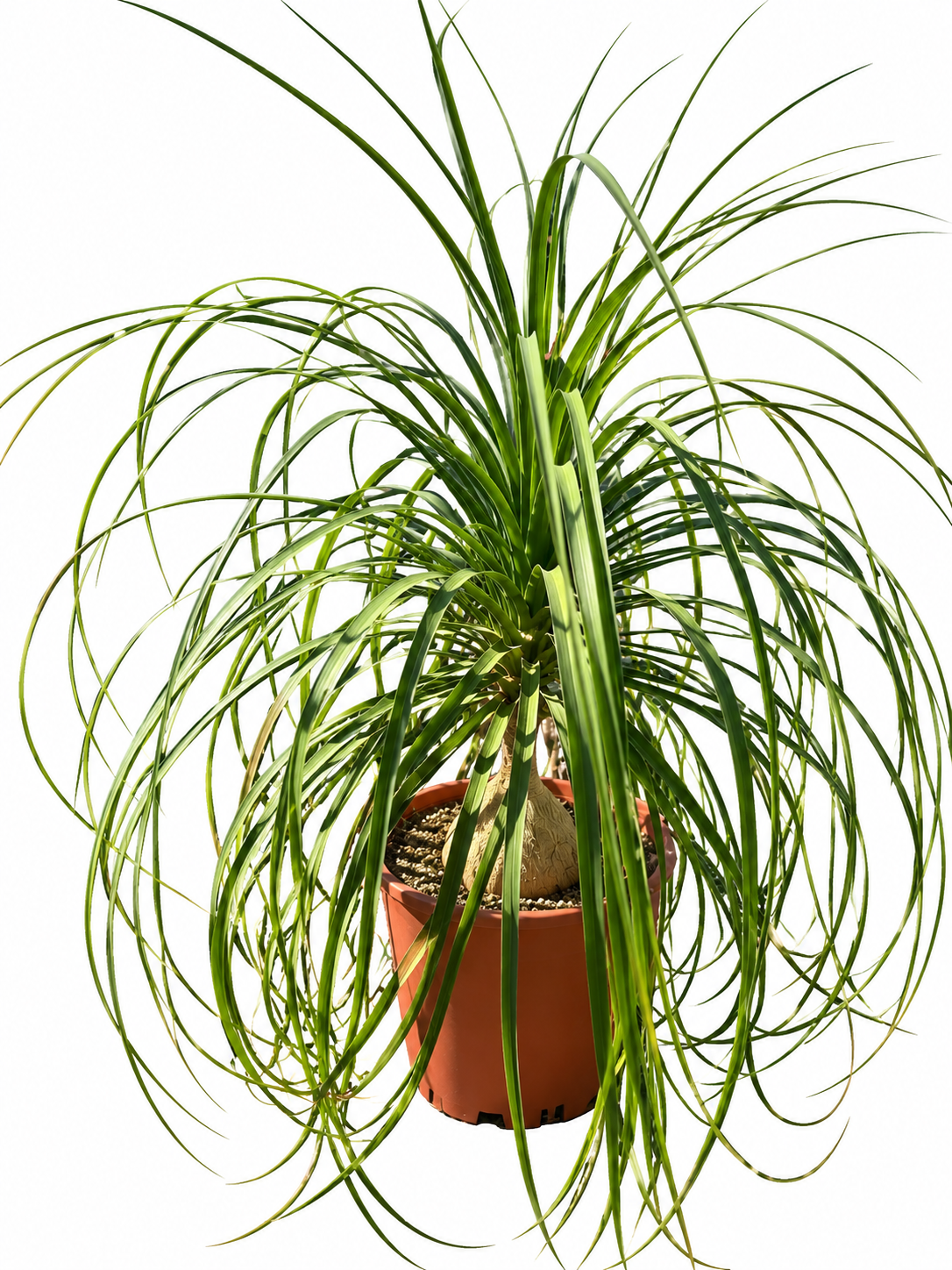 Nolina - Beaucarnea recurvata (Fil Ayağı)