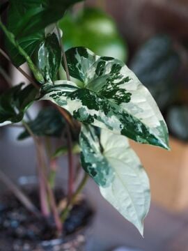 Syngonium Albo Variegata