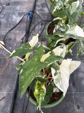 Syngonium Albo Variegata