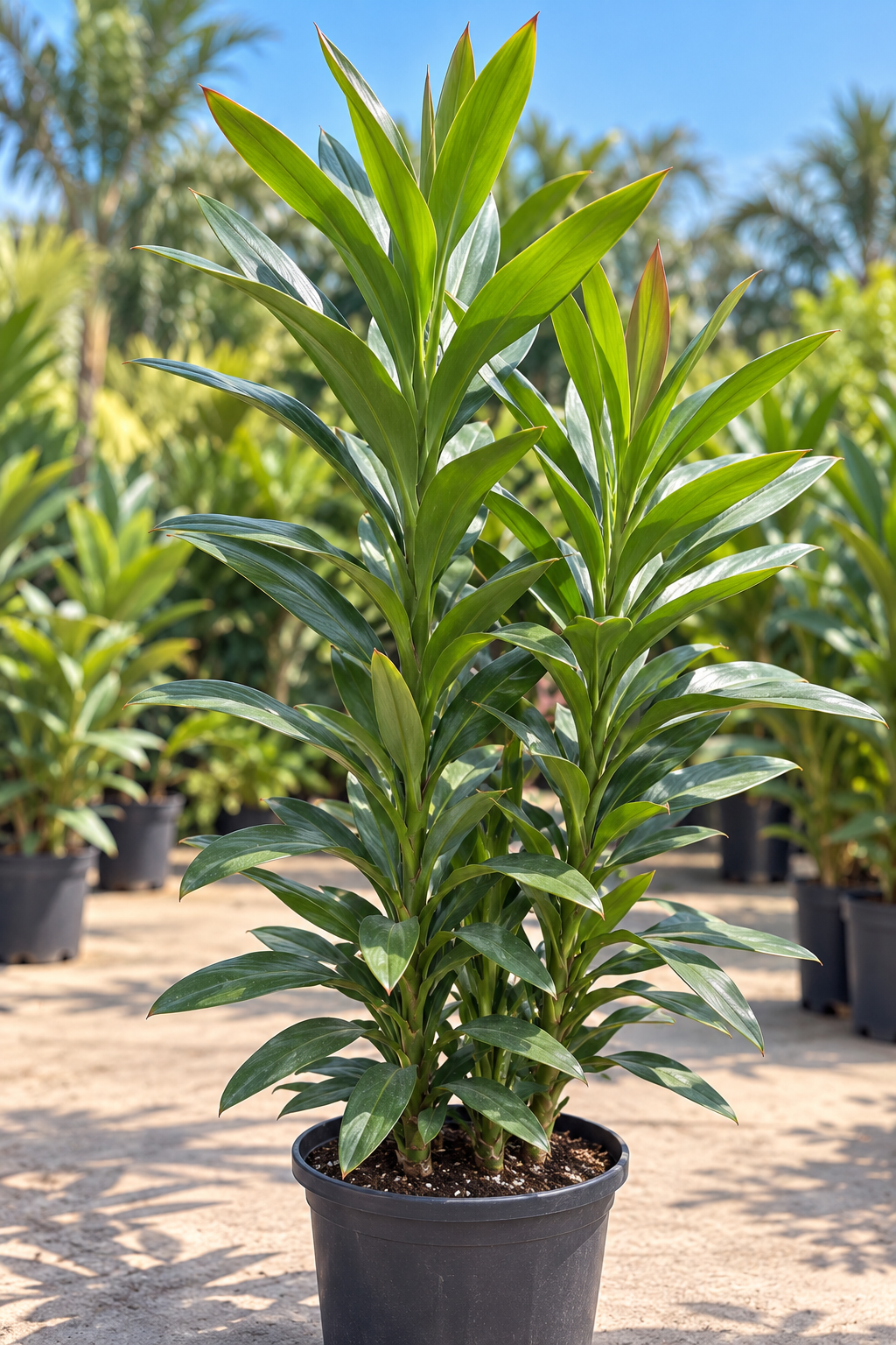Kordilin – Cordyline congesta (Dracaena congesta)