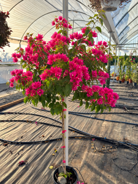 Baston Begonvil (Bougainvillea) – Saksılı
