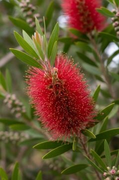 Fırça Çalısı (Callistemon)