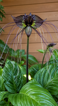 Kara Yarasa Çiçeği (Tacca chantrieri)