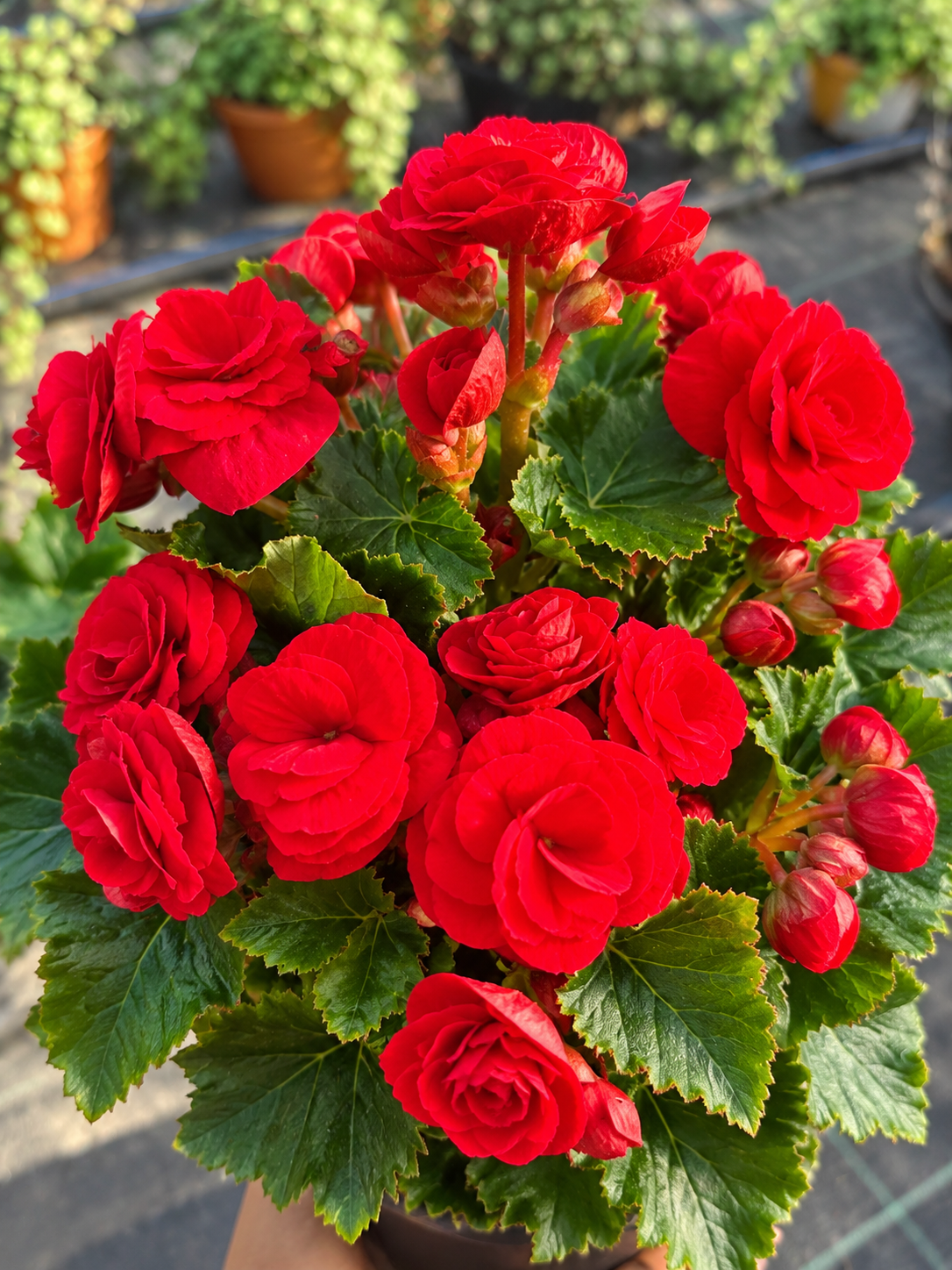Kırmızı Katmerli Yumrulu Begonya (Tuberous Begonia)