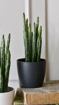 Senecio Stapeliiformis ‘Pickle Plant’ – Turşu Sukulenti