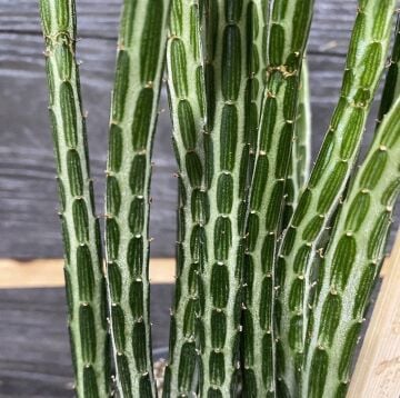 Senecio Stapeliiformis ‘Pickle Plant’ – Turşu Sukulenti