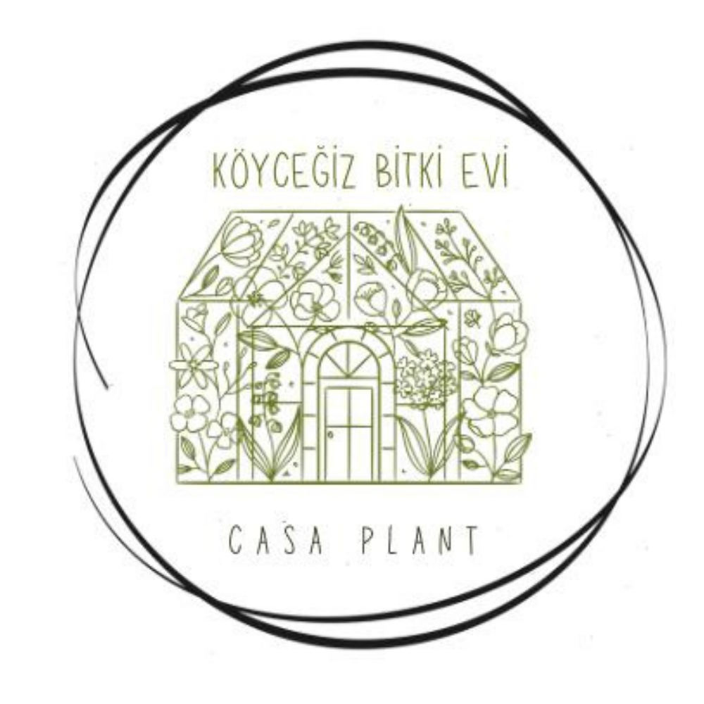 Beyaz Nilüfer Çiçeği